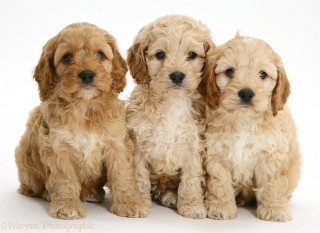 Three puppies sitting white background - les nabis free wallpaper