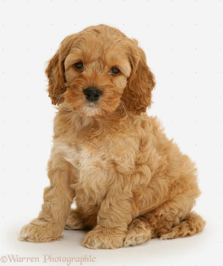 Small brown dog white floor - dan content free wallpaper