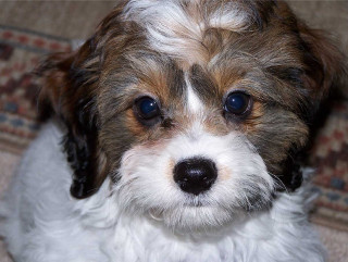 Small dog brown white face - a black nose free wallpaper