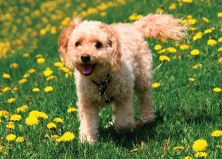 Dog standing field dandelions mouth - its mouth open free wallpaper