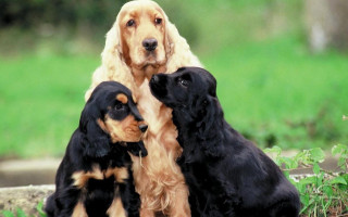 Dogs sitting field grass trees - anne nasmyth free wallpaper