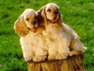 Dogs stump field open mouth - their head free wallpaper