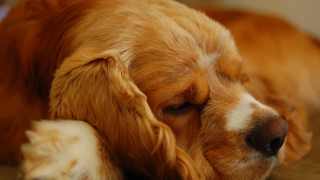 Sleeping dog floor head paws - his paw free wallpaper