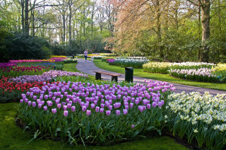 Park flowers bench trees nature - a park free wallpaper