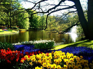 Pond flowers tree background foreground - a few flower free wallpaper
