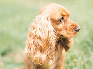 Dog sitting grass sad look 4 - the side with free wallpaper
