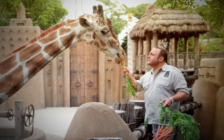 Man feeding giraffe carrots zoo - free animals wallpaper