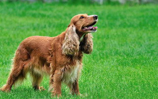 Dog standing field grass mouth - its mouth open free wallpaper