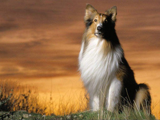 Dog sitting field sunset sky - aestheticism free wallpaper