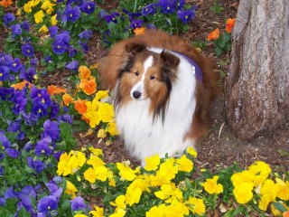 Dog field flowers tree trunk - a blue ribbon free wallpaper
