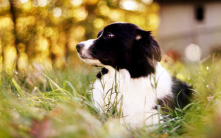 Dog sitting grass looking up 5 - shallow free wallpaper for desktop