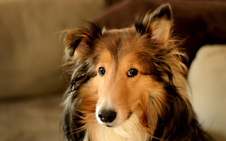 Dog couch camera blurry background - a photorealistic painting free wallpaper
