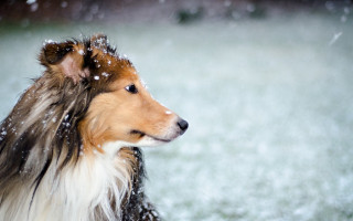 Dog snow head turned ears - elke vogelsang free wallpaper