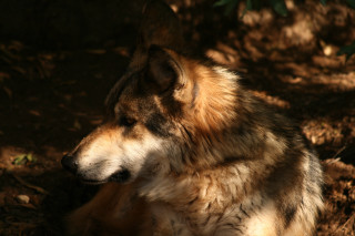 Wolf sitting shade tree branch - a wolf free wallpaper