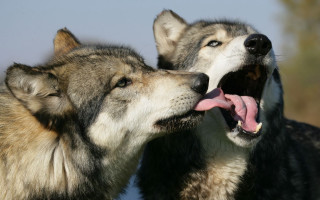 Two dogs playing outside together - two dog free wallpaper