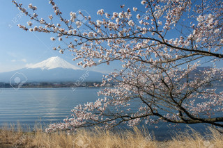 Tree white flowers water mountain - ukiyoe free wallpaper