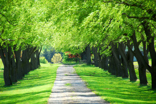 Impressionist landscape path trees grass - a path free wallpaper