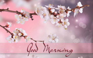 Branch flowers god morning pink - morning free wallpaper
