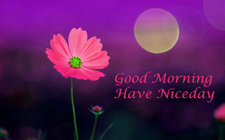 Pink flower morning night sky - a good morning free wallpaper