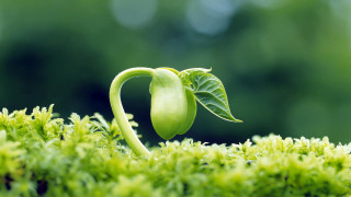 Plant sprouting heart shaped leaf - free nature wallpaper
