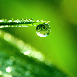 Water drop green leaf blurry 2 - free nature wallpaper