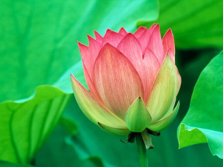 Pink flower green leaves blurry 16 - the background and a blurry background free wallpaper