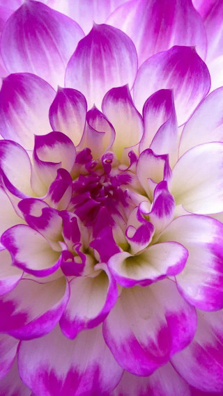 Purple white flower close up - a white center free wallpaper
