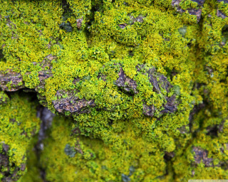 Mossy surface small rocks bird - a small bird free wallpaper