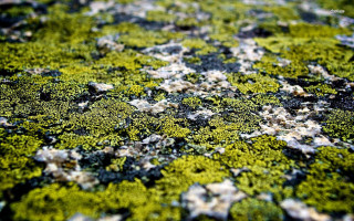 Moss whiteflowers greenplant nature macro - a green plant free wallpaper