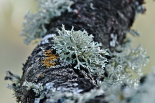 Tree moss lichen yellow white - a close up of a tree free wallpaper