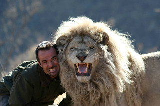 Old man lion smile beard - david palumbo free wallpaper