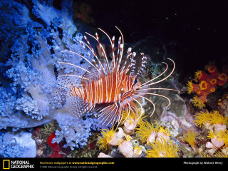 Lionfish coral reef seaweed underwater - a coral reef free wallpaper