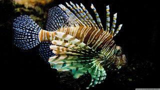 Lionfish swimming water head turned - underwater free wallpaper