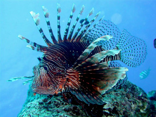 Lionfish swims coral reef ocean - nearby free wallpaper