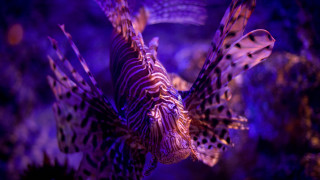 Purple lionfish aquarium glowing hologram - rich free wallpaper