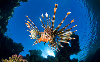 Lionfish ocean blue sky corals - free animals wallpaper