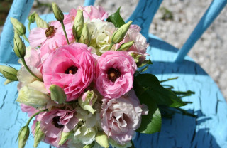 Pink flowers blue chairs still - pink flower free wallpaper