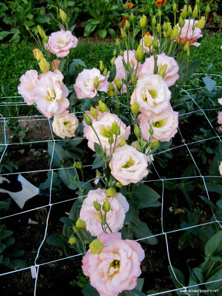 Pink flowers wire fence garden - a flemish baroque free wallpaper