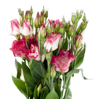 Flowers vase table leaves arrangement - boetius adamsz bolswert free wallpaper