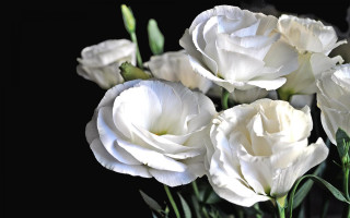White flowers vase tabletop black - a vase free wallpaper