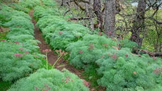 Lush green forest path flowers 2 - a photo free wallpaper