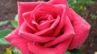 Red rose water droplets petals 7 - a red rose free wallpaper