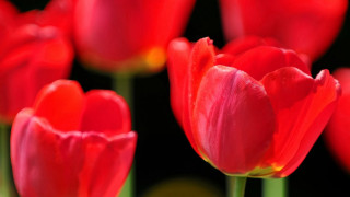 Red flowers black background yellow - a yellow center in the middle free wallpaper