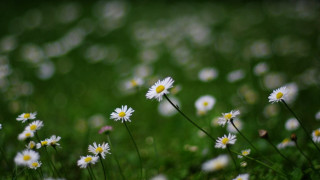 Daisies field blurry background grass - a field of daisies free wallpaper