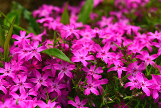 Pink flowers grass green leaves - the grass together free wallpaper