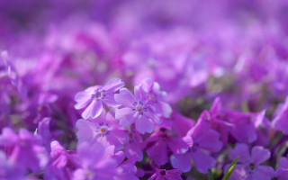 Purple flowers blurry background foreground - a blurry background of the flowers free wallpaper