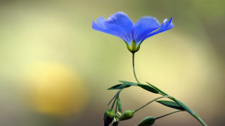 Blue flower green stem macro - green free wallpaper