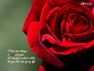 Red rose i love you - rose free wallpaper