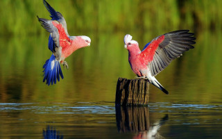 Two birds flying water wings - their wing free wallpaper