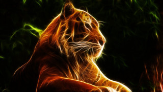 Tiger sitting dark eyes closed - a tiger free wallpaper